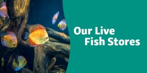 Colorful discus fish swimming around driftwood in an aquarium – Our live fish stores