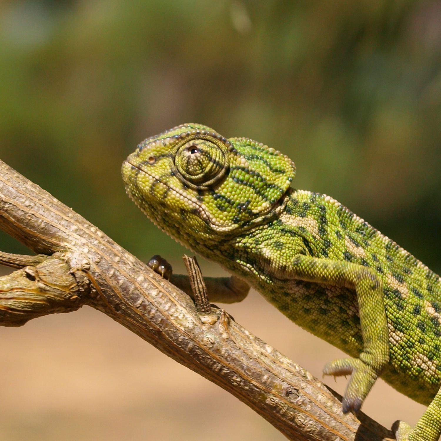 Reptil sitzt auf einem Ast