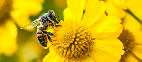 Nahaufnahme einer Biene, die Nektar von einer gelben Blume sammelt, mit klar sichtbaren Flügeln und Körperdetails.
