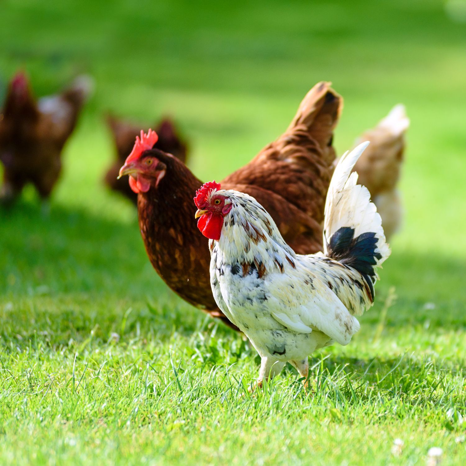 Hühner im Garten