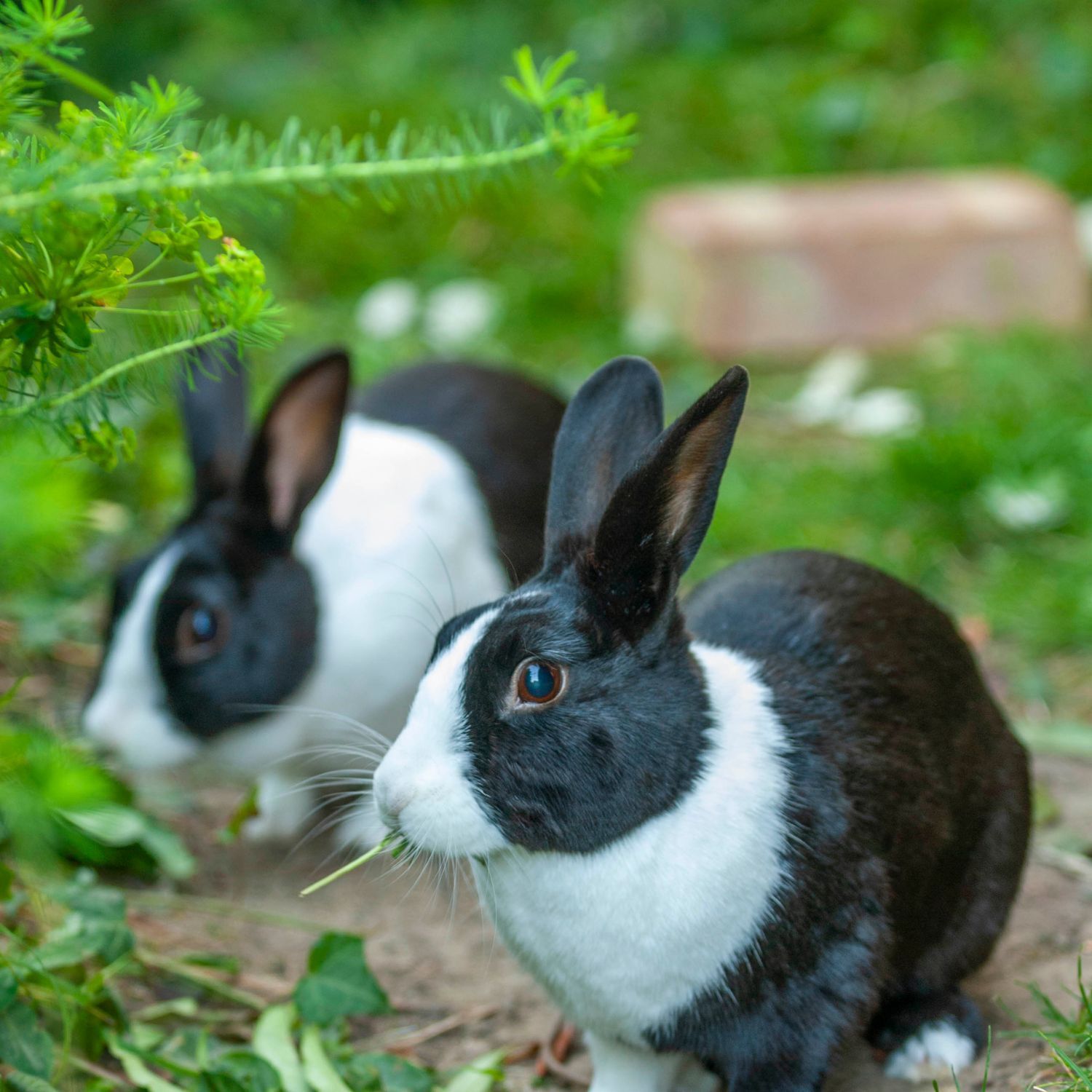 Zwei Kaninchen fressen Grasa