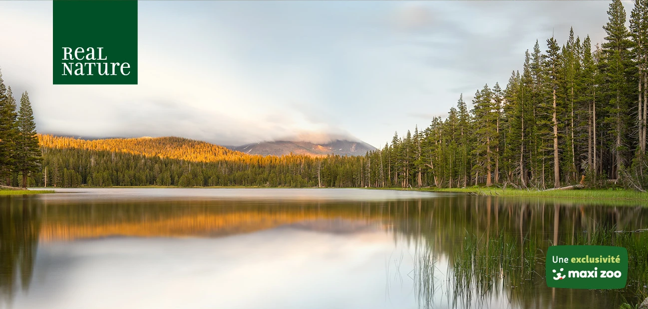 Vue panoramique d’un lac calme avec une eau miroir, entouré de forêts de pins denses et de montagnes éclairées par le soleil en arrière-plan, logo Real Nature et label d’exclusivité Maxi Zoo.