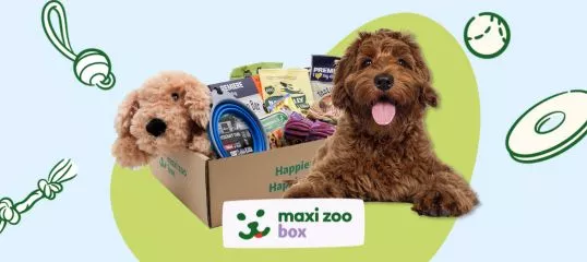 maxi zoo box chien