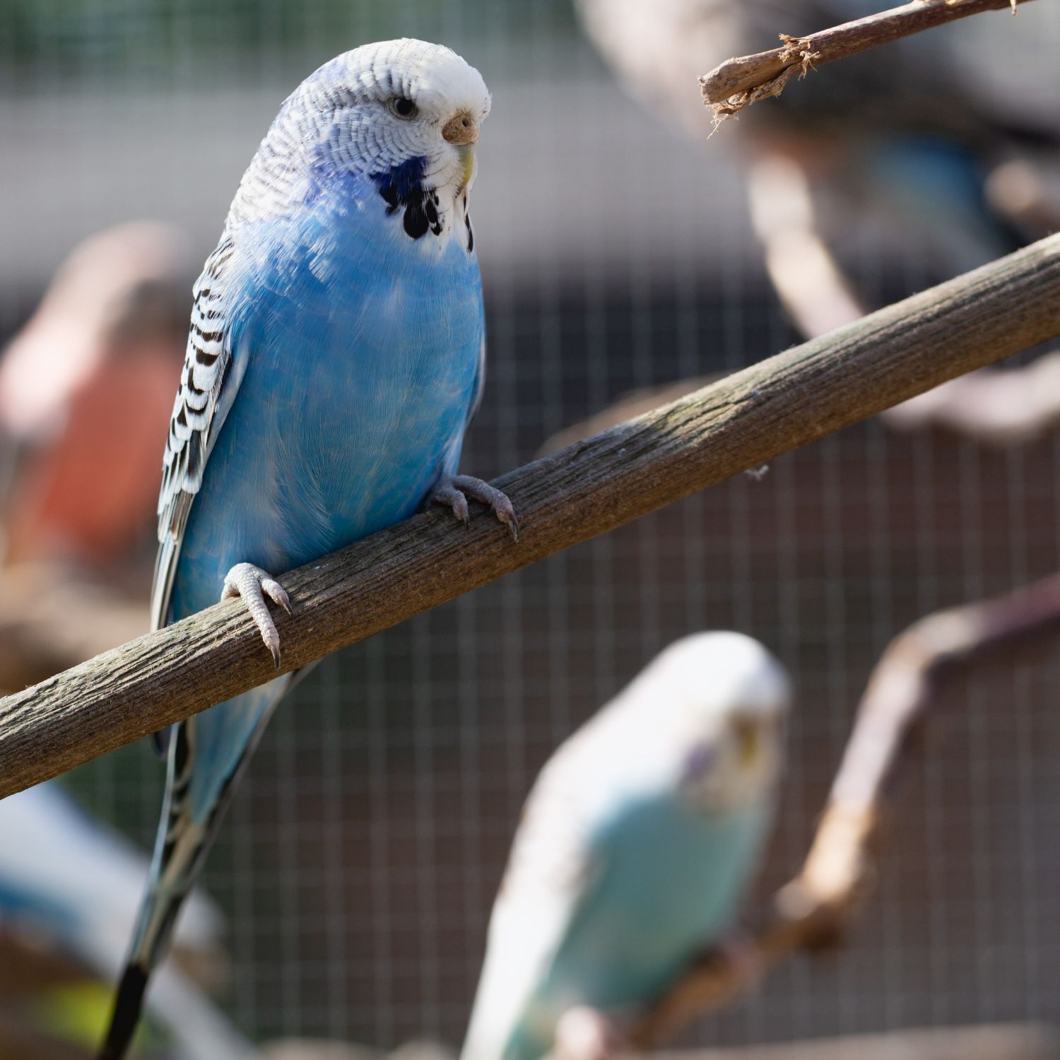 Blauer Wellensittich sitzt auf einem Ast