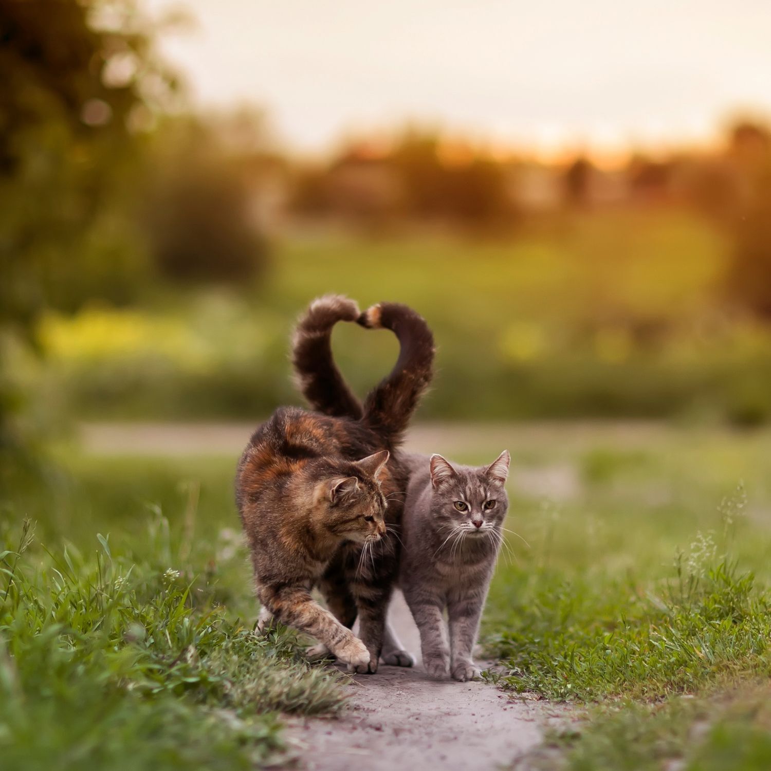 Zwei Katzen spazieren zusammen über eine Wiese