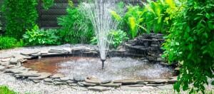 Alles rund um den Teich im Garten Magazin FRESSNAPF