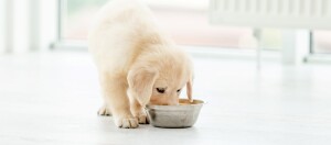 Niedlicher Golden Retriever Welpe, der aus einem Metallnapf in einem hellen Innenraum frisst