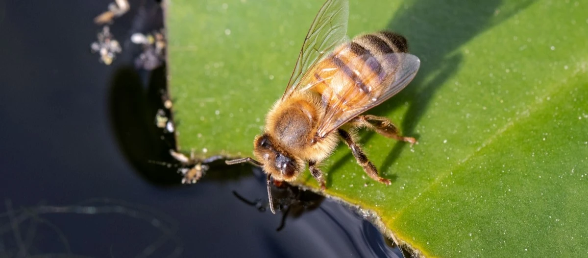 Nahaufnahme einer Honigbiene, die an einem grünen Blatt Wasser trinkt, mit sichtbaren Flügeln und gestreiftem Körper