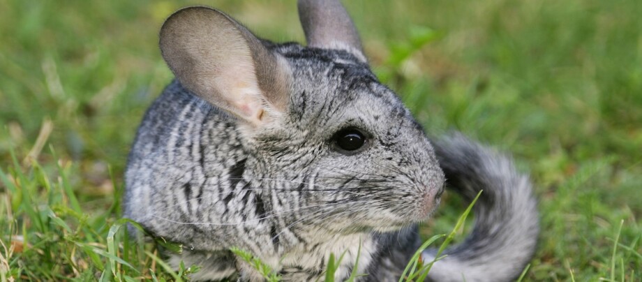 Ein Chinchilla hockt im Gras