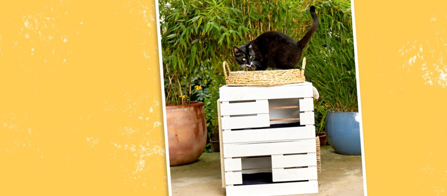 Katze steht auf selbstgebauten Katzenturm