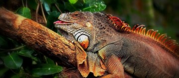 Nahaufnahme einer großen grünen Leguan-Echse mit orange-rotem Kamm, die auf einem Baumstamm ruht.