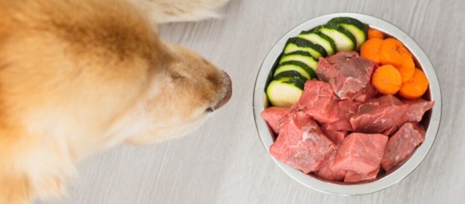 hund-napf-barfen Hund schaut auf einen Napf mit Rohfutter