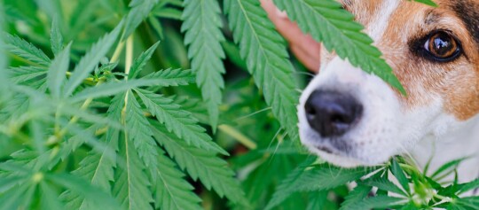 Nahaufnahme eines Hundes, der hinter grünen Cannabisblättern hervorschaut, mit klarem Fokus auf Auge und Nase.
