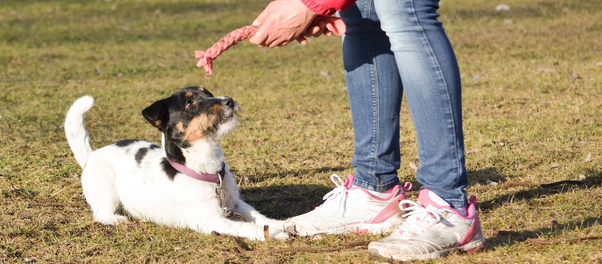 Kleiner Jack Russell Terrier spielt mit rosa Seilspielzeug auf einer Wiese mit einer Person in Jeans und weißen Turnschuhen