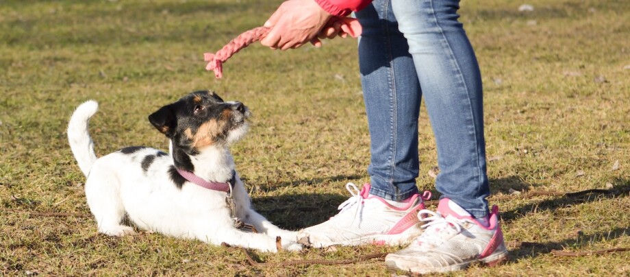 Hund trainiert mit einem Spielzeug.