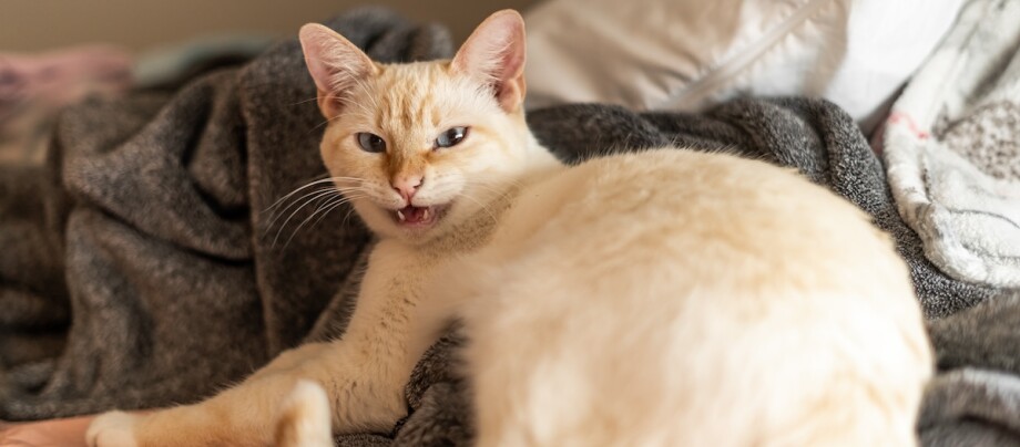 Katze liegt hechelnd auf dem Bett.