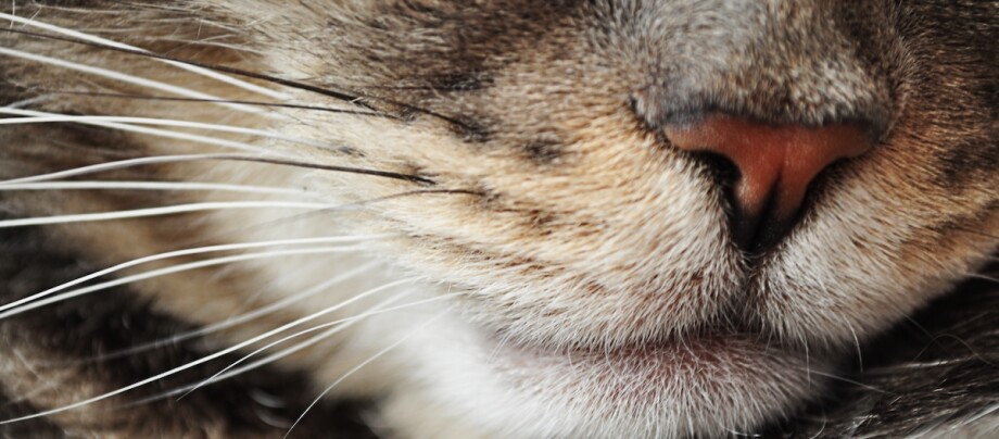 Katzennase mit Schnurrhaaren in der Nahaufnahme