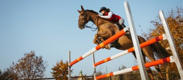 Reiter springt mit braunem Pferd über rot-weißes Hindernis im Freien bei klarem Himmel und herbstlichen Bäumen