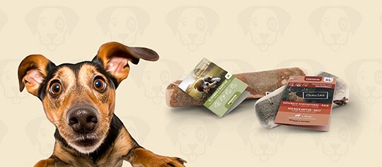 Neugieriger Hund mit großen Augen neben verpackten natürlichen Hundeleckerlis auf hellem Hintergrund