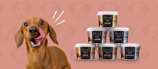 Glücklicher brauner Hund leckt sich die Lippen neben sechs verschiedenen Hundefutterbehältern mit Geschmacksrichtungen wie Huhn, Lamm, Ziege, Ente, Pferd und Känguru vor rosa Hintergrund.