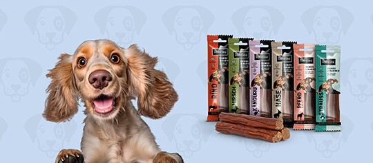 Glücklicher Hund vor verschiedenen verpackten Hundesnacks und Kaustangen auf blauem Hintergrund mit Hundegesichtern