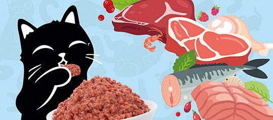Glückliche schwarze Katze isst rohes Fleisch, umgeben von frischem rohem Fleisch, Fisch, Garnelen und Kräutern.