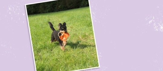 Kleiner schwarz-brauner Hund läuft auf grünem Gras und trägt ein orangefarbenes Spielzeug mit Seil im Maul