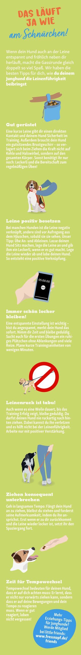APP_Infografik_137_Hund_Tipps_Leinentraining 1 Infografik mit Tipps zur Leinenführigkeit bei Junghunden, inklusive Vorbereitung, positiver Verknüpfung, Geduld, Vermeidung von Leinenruck, konsequenter Unterbrechung von Ziehen und Tempowechsel.