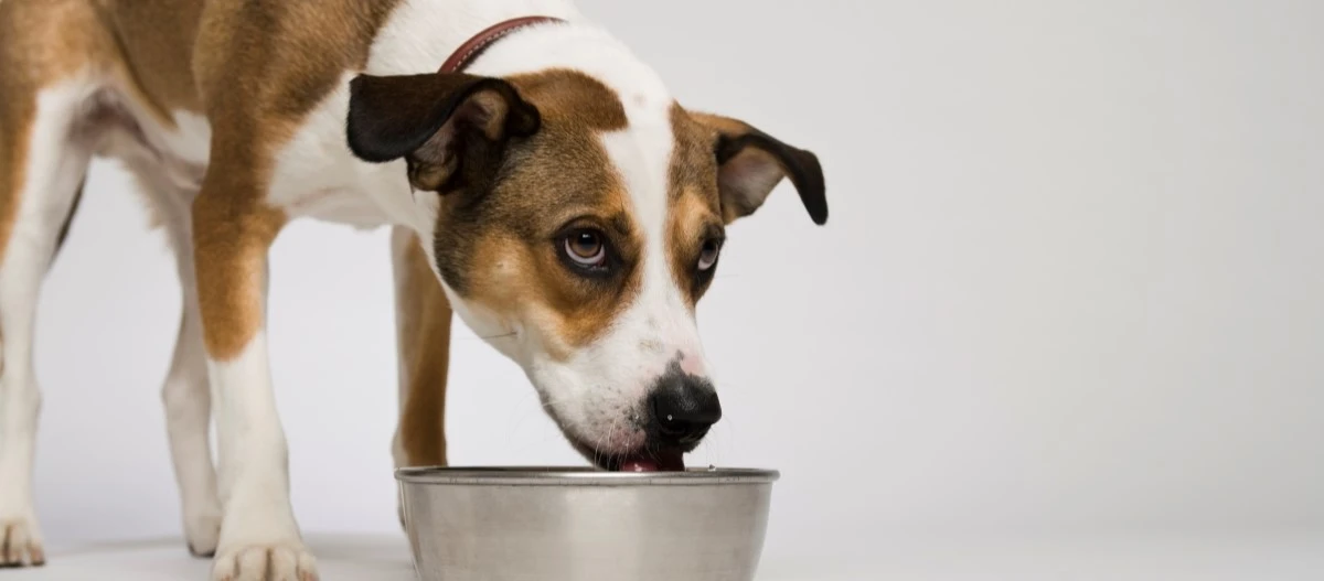 Brauner und weißer Hund trinkt Wasser aus einem Edelstahlnapf vor hellem Hintergrund