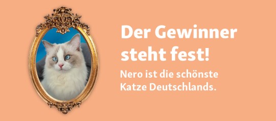 Porträt einer schönen Katze namens Nero in einem goldenen Rahmen, Gewinner des Wettbewerbs 