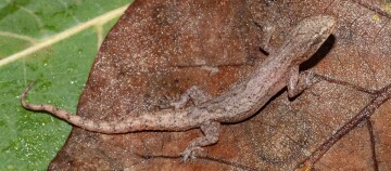 Kleiner graubrauner Gecko auf trockenem braunem Blatt mit sichtbaren Blattadern, natürliche Tarnung in der Natur