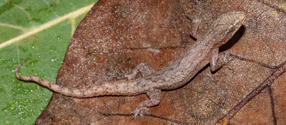 Asiatischer Hausgecko hockt auf einem Blatt