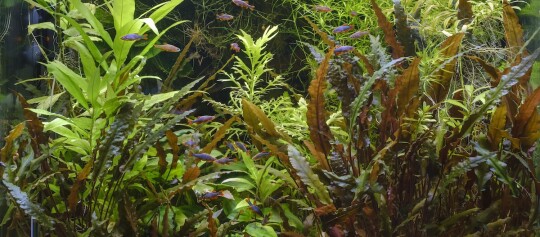 Dicht bepflanztes Süßwasseraquarium mit bunten kleinen Fischen und verschiedenen aquatischen Pflanzen