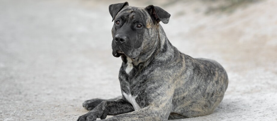 Dogo Canario liegt am Strand