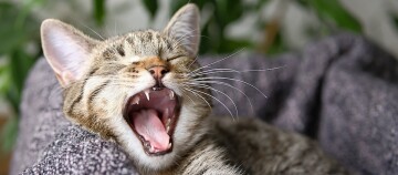 Müde getigerte Katze gähnt mit weit geöffnetem Mund auf einem grauen Kuschelkissen