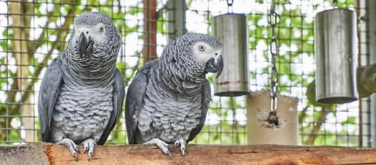 Zwei Graupapageien sitzen auf einem Ast in einem Käfig mit Metallspielzeugen im Hintergrund.