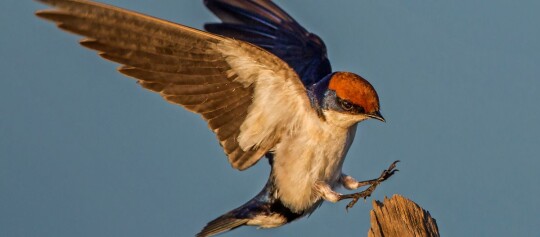Gros plan d'une hirondelle rustique en vol avec les ailes déployées et la tête rousse, atterrissant sur un morceau de bois