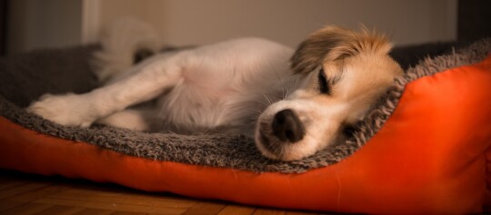 Kleiner Hund schläft friedlich auf einem gemütlichen orangen Hundebett mit grauem, flauschigem Innenfutter