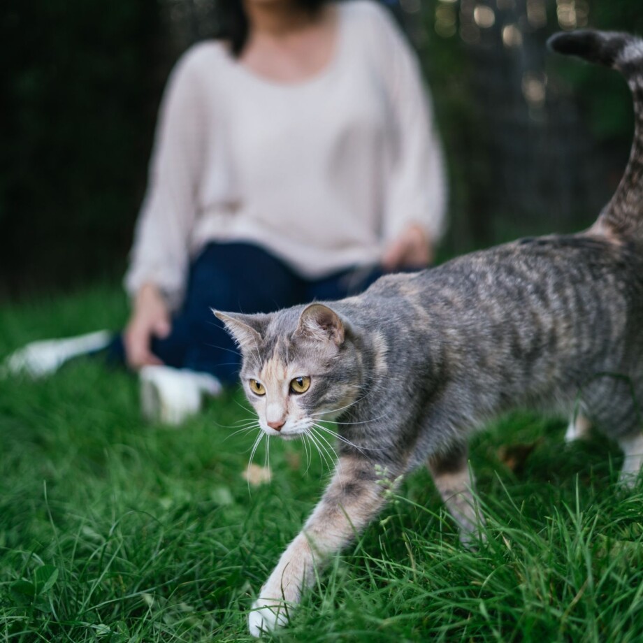 Katze im Gras