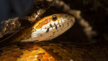 Nahaufnahme einer Kornnatter