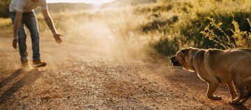 Mensch ruft Hund auf einem sonnigen Waldweg, freundliche Interaktion zwischen Mensch und Haustier