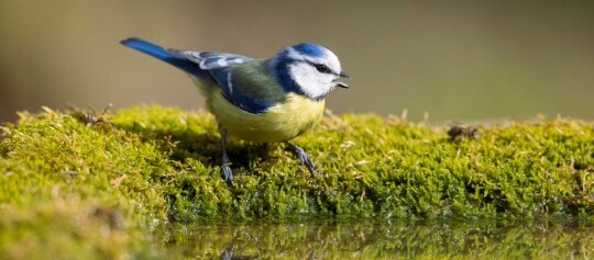 Mésange bleue sur mousse au bord de l'eau, gros plan d'un oiseau coloré
