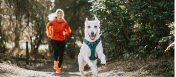 Glücklicher weißer Hund mit blauem Geschirr läuft auf einem Waldweg, Frau joggt im Hintergrund in orangefarbener Jacke
