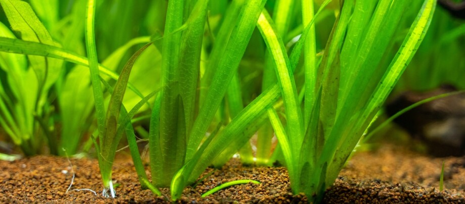 Wasserschraube (Vallisneria) im Aquarium