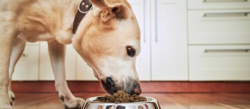 Light-colored dog eating dry kibble from a shiny metal bowl on a wooden floor in a modern kitchen.