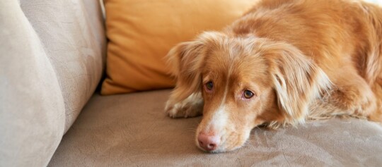 Entspannter brauner Hund mit weißen Abzeichen liegt auf beigem Sofa neben gelbem Kissen