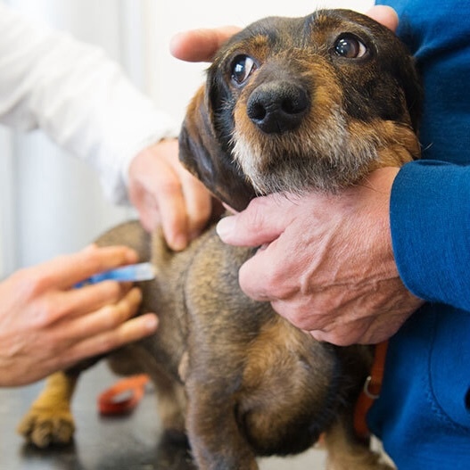 Ein Hund wird vom Tierarzt geimpft.