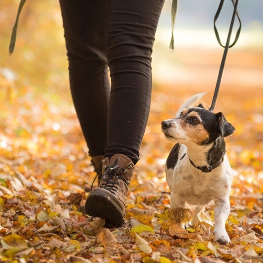 Hund läuft angeleint neben seinem Besitzer durch Herbstwald