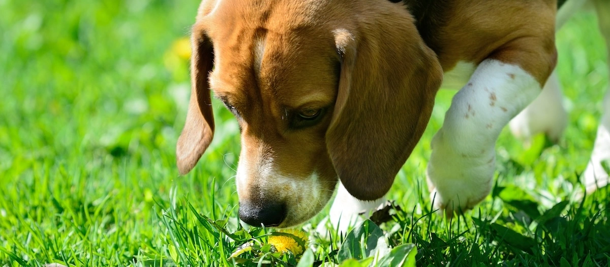 Beagle-Hund schnüffelt an einer gelben Löwenzahnblume im grünen Gras an einem sonnigen Tag