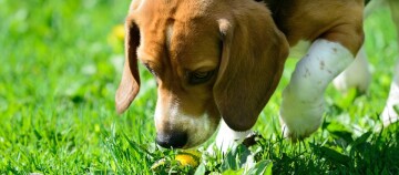 Beagle-Hund schnüffelt an einer gelben Löwenzahnblume im grünen Gras an einem sonnigen Tag